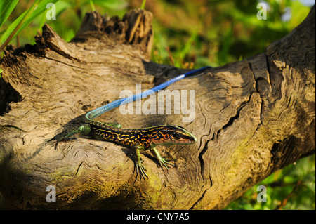 Zentralamerikanischen Ameiva (Ameiva Festiva), juvenile sitzend auf Baumstamm, Honduras, La Mosquitia, Las Marias Stockfoto