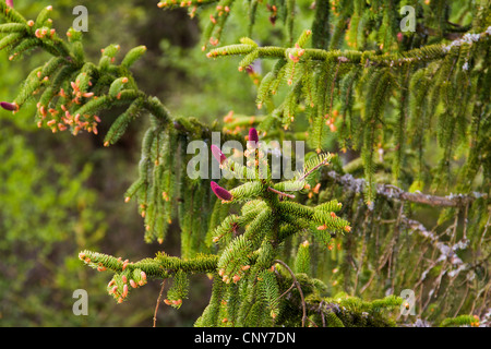 Fichte (Picea spec.), blühende rote Kegel auf einem Zweig, Deutschland, Bayern Stockfoto