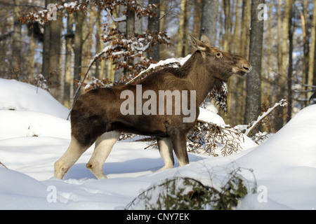 Elch, Europäischen Elch (Alces Alces Alces), Kuh Elch zu Fuß durch den Schnee, Deutschland, Bayern, Nationalpark Bayerischer Wald Stockfoto