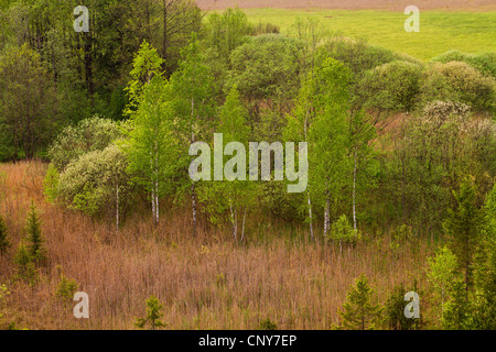 Moorbirke (Betula Pubescens), im Murnauer Moos, Deutschland, Bayern, Murnauer Moos, Eschenlohe Stockfoto