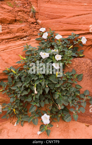 Heilige Datura, Sacres Thorn-Apfel (Datura Wrightii), wachsen auf rotem Sandsteinfelsen, USA, Arizona, Upper Antelope Canyon Navajo Nation Reservation Stockfoto