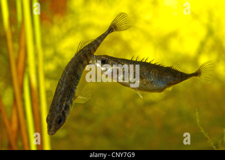 neun-spined Stichling (Pungitius Pungitius), weibliche Angriff auf ein Männchen Stockfoto