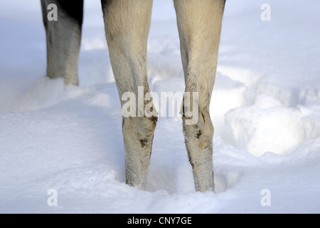 Elch, Europäischen Elch (Alces Alces Alces), hinten Beine Stanidng in Schnee, Deutschland, Bayern, Nationalpark Bayerischer Wald Stockfoto