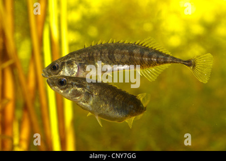 neun-spined Stichling (Pungitius Pungitius), weibliche Angriff auf ein Männchen Stockfoto