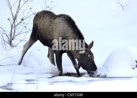 Elch, Europäischen Elch (Alces Alces Alces), Kuh Elch im Schnee stehen und trinken aus einem Bach, Deutschland, Bayern, Nationalpark Bayerischer Wald Stockfoto
