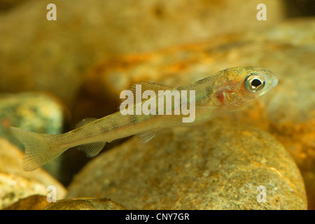 Äsche (Thymallus Thymallus), juvenile von 35 mm Stockfoto