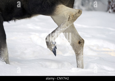 Elch, Europäischen Elch (Alces Alces Alces), hinten Beine in Schnee, Deutschland, Bayern, Nationalpark Bayerischer Wald Stockfoto