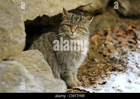 Europäische Wildkatze, Wald Wildkatze (Felis Silvestris Silvestris), sitzt an der Höhle Eingang, Deutschland, Bayern, Nationalpark Bayerischer Wald Stockfoto