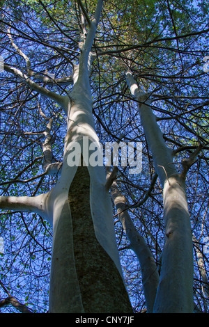 Vogel-Kirsche Hermelin (Yponomeuta Evonymella), webt sich Baumstamm von Vogel-Kirsche, Deutschland, Bayern Stockfoto