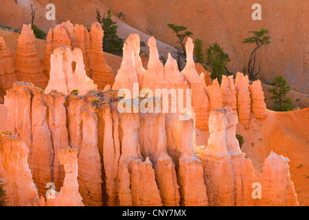 Hoodoos in den Morgen, USA, Utah, Bryce-Canyon-Nationalpark, Colorado-Plateau Stockfoto