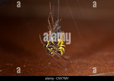 Deutsche Wespe (Vespula Germanica, Paravespula Germanica), Fütterung auf Fliege gefangen durch ein Spinnennetz, Deutschland, Bayern Stockfoto