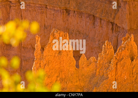 Orange Erosionen Formationen im Bryce Canyon in den Morgen, USA, Utah, Bryce-Canyon-Nationalpark Stockfoto