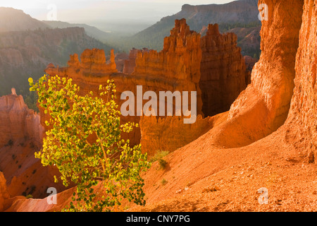 Amerikanische Espe, Weihrauchzedern Aspen, Aspen (Populus Tremuloides), wächst am Rand des Bryce Canyon, USA, Utah, Bryce-Canyon-Nationalpark, Colorado-Plateau Zittern Stockfoto