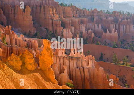 Blick vom Sunset Point auf riesigen natürlichen Amphitheater mit erodierten Felsen genannt Hoodoos im Morgenlicht, USA, Utah, Bryce-Canyon-Nationalpark, Colorado-Plateau Stockfoto