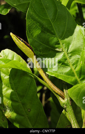 Mexikanische Rebe Schlange (Oxybelis aeneus), Porträt, Honduras, La Mosquitia, Las Marias Stockfoto