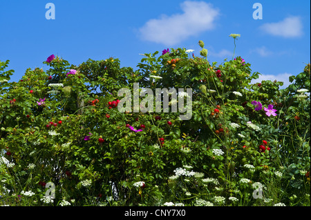 Rugosa rose, japanische rose (Rosa Rugosa), Absicherung der japanische Rose, Deutschland Stockfoto