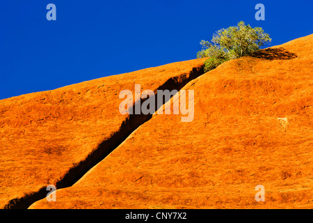 Busch wachsen aus einem Spalt in einer Felswand des Uluru (Ayers Rock), Australien, Northern Territory, Uluru-Kata Tjuta National Park Stockfoto