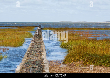 Sporn Deich im Wattenmeer, Deutschland, Niedersachsen, Ostfriesland, Dornumersiel Stockfoto