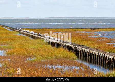 Sporn Deich im Wattenmeer, Deutschland, Niedersachsen, Ostfriesland, Dornumersiel Stockfoto