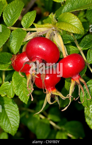 Rugosa Rose, japanische rose (Rosa Rugosa), Hagebutten, Deutschland Stockfoto