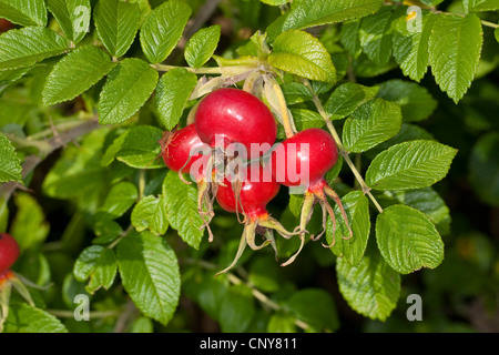 Rugosa Rose, japanische rose (Rosa Rugosa), Hagebutten, Deutschland Stockfoto