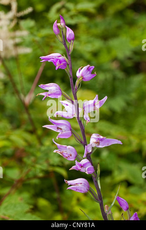 Red Helleborine (Cephalanthera Rubra), Blütenstand, Deutschland Stockfoto