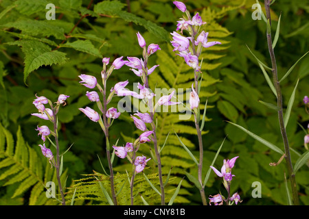 Red Helleborine (Cephalanthera Rubra), blühen, Deutschland Stockfoto