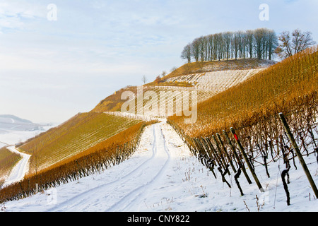 verschneite Weinberg im Winter, Unterfranken, Unterfranken, Bayern, Deutschland Stockfoto