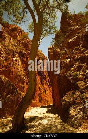 Eukalyptus, Gum (Eucalyptus spec.), Eukalyptus-Baum in den schmalen Felsschlucht "Simpson Lücke" aus rotem Sandstein, Australien, Northern Territory, West MacDonnell National Park Stockfoto