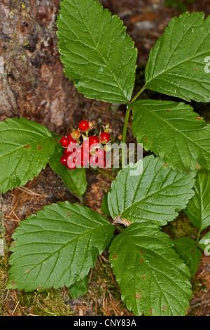Stone Bramble, Rehbock-Beere (Rubus Inselbogens), Fruchtbildung, Deutschland Stockfoto