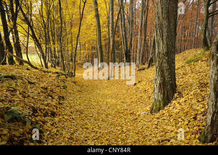 Rotbuche (Fagus Sylvatica), Pfad Trhough ein Buchenwald mit Hainbuche, Deutschland, Bayern, Oberpfalz Stockfoto