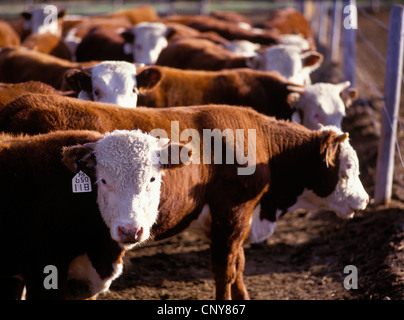 Herde von jungen Hereford-Rinder-Ochsen mit weißen Ohrmarken zusammengekauert in einer Ranch Corral, Gallatin Valley, Sommer, Montana, USA Stockfoto