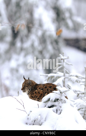 Eurasischer Luchs (Lynx Lynx), sitzen im Schnee, Deutschland, Bayern, Nationalpark Bayerischer Wald Stockfoto