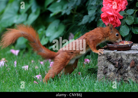 Europäische Eichhörnchen, eurasische Eichhörnchen (Sciurus Vulgaris), bei der Fütterung Seite in einem Garten, Deutschland Stockfoto