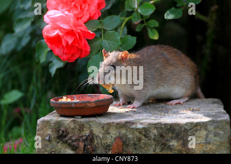 Braune Ratte, gemeinsame braune Ratte, Norwegen Ratte, gemeinsame Ratte (Rattus Norvegicus), Fütterung aus Schale, Deutschland Stockfoto