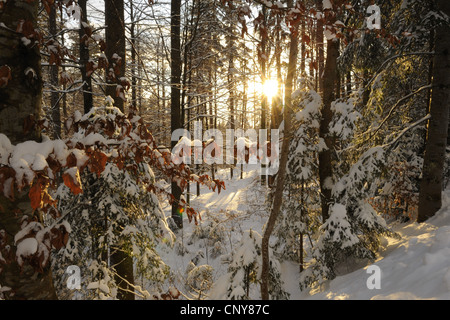 Mischwald in Winter, Deutschland, Bayern, Nationalpark Bayerischer Wald Stockfoto