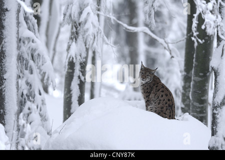 Eurasischer Luchs (Lynx Lynx), sitzen im Schnee in einem Fores, Deutschland, Bayern, Nationalpark Bayerischer Wald Stockfoto