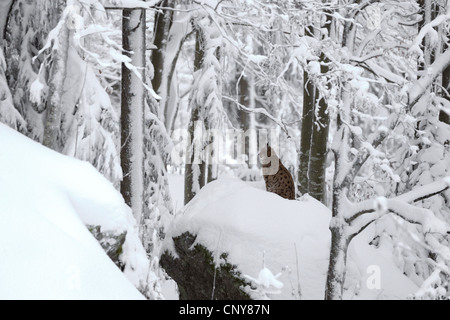 Eurasischer Luchs (Lynx Lynx), sitzen im Schnee in einem Fores, Deutschland, Bayern, Nationalpark Bayerischer Wald Stockfoto