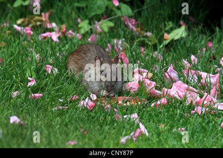 Braune Ratte, gemeinsame braune Ratte, Norwegen Ratte, gemeinsame Ratte (Rattus Norvegicus), auf einer Wiese mit Magnolienblüten, Deutschland Stockfoto