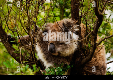 Koalakoala, Koalabär, (Phascolarctos Cinereus), Erwachsene ruhen in einem Baum, Victoria, Australien, Phillip Island Stockfoto