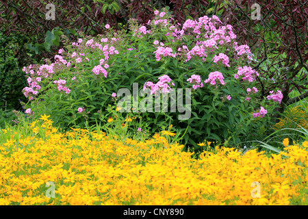 fallen Sie Phlox, Garten-Phlox (Phlox Paniculata), blühen in einem Garten mit Coreopsis Stockfoto