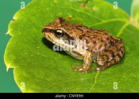 Grasfrosch, Grasfrosch (Rana Temporaria), junge sitzt auf Blatt, Deutschland Stockfoto