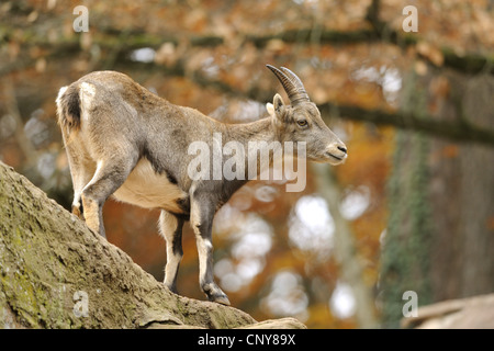 Alpensteinbock (Capra Ibex), stehend auf einem Hang, Deutschland Stockfoto