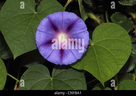 Prunkwinde (Ipomoea Tricolor, Ipomoea Violacea), Blume Stockfoto