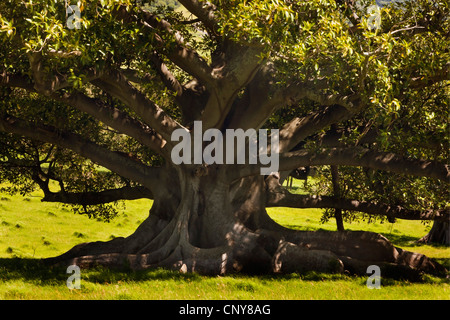 Moreton Bay Feigen (Ficus Macrophylla), großer Baum, Australien, New South Wales, Kiama Stockfoto