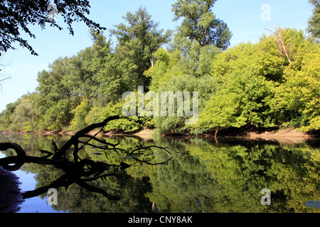 Bayou am Rhein im Sommer, Deutschland Stockfoto