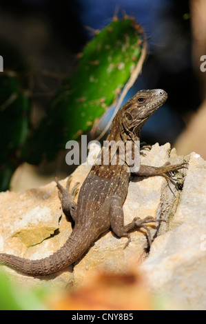 Roatn Langusten-tailed Iguana, stacheligen Roatan-tailed Iguana, De Queiroz Langusten-tailed Leguan (Ctenosaura Oedirhina), juvenile, Honduras Roatan Stockfoto