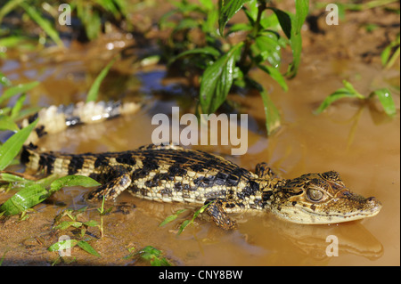 Paraguay Kaiman (Caiman Yacare, Caiman Crocodilus Yacare), juvenile liegen direkt am Wasser, Honduras, La Mosquitia, Las Marias Stockfoto