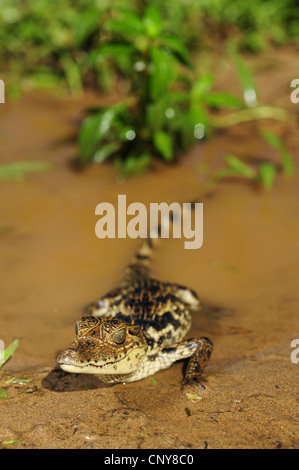 Paraguay Kaiman (Caiman Yacare, Caiman Crocodilus Yacare), juvenile liegen direkt am Wasser, Honduras, La Mosquitia, Las Marias Stockfoto