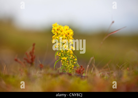 Goldrute, golden Rod (Solidago Virgaurea), blühen, Norwegen Troms Stockfoto